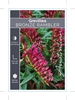Picture of GREVILLEA BRONZE RAMBLER                                                                                                                              