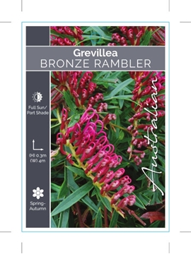 Picture of GREVILLEA BRONZE RAMBLER                                                                                                                              