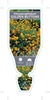 Picture of CHRYSOCEPHALUM APICULATUM GOLDEN BUTTONS                                                                                                              