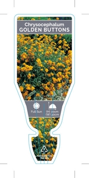 Picture of CHRYSOCEPHALUM APICULATUM GOLDEN BUTTONS                                                                                                              