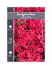 Picture of BOUGAINVILLEA LOLITA
