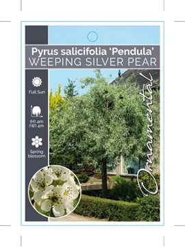 Picture of PYRUS SALICIFOLIA PENDULA WEEPING SILVER PEAR                                                                                                         