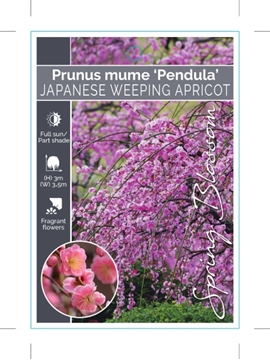 Picture of PRUNUS MUME PENDULA JAPANESE WEEPING APRICOT                                                                                                          