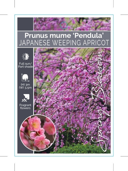 Picture of PRUNUS MUME PENDULA JAPANESE WEEPING APRICOT                                                                                                          