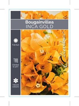 Picture of BOUGAINVILLEA INCA GOLD