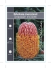 Picture of BANKSIA MENZIESII DWARF FORM                                                                                                                          