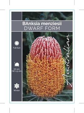 Picture of BANKSIA MENZIESII DWARF FORM                                                                                                                          