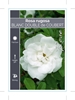 Picture of ROSE BLANC DOUBLE DE COUBERT (OW)                                                                                                                     