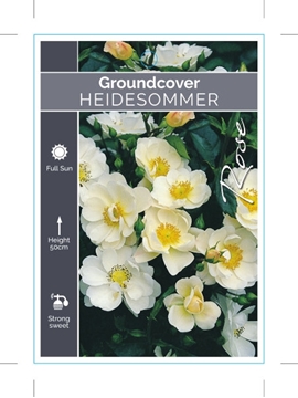 Picture of ROSE HEIDESOMMER (GROUNDCOVER)                                                                                                                        