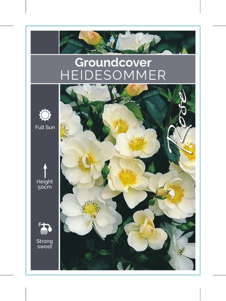 Picture of ROSE HEIDESOMMER (GROUNDCOVER)                                                                                                                        