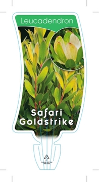 Picture of LEUCADENDRON SAFARI GOLDSTRIKE