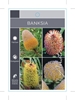 Picture of BANKSIA MIXED PICTURE (UNNAMED VARIETY)                                                                                                               