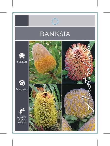 Picture of BANKSIA MIXED PICTURE (UNNAMED VARIETY)                                                                                                               