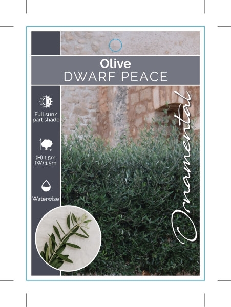 Picture of OLIVE DWARF PEACE