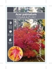 Picture of ACER PALMATUM OSAKAZUKI                                                                                                                               