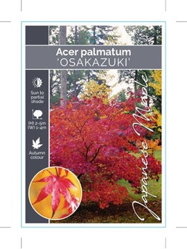 Picture of ACER PALMATUM OSAKAZUKI                                                                                                                               
