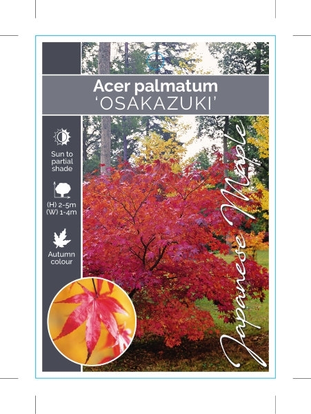 Picture of ACER PALMATUM OSAKAZUKI                                                                                                                               