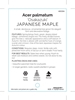 Picture of ACER PALMATUM OSAKAZUKI                                                                                                                               
