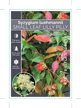Picture of SYZYGIUM LUEHMANNII SMALL LEAF LILLY PILLY                                                                                                            